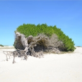 Praia da ArvorÃ© da PreguiÃ§a