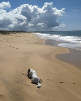 Praia de LenÃ§Ã³is
