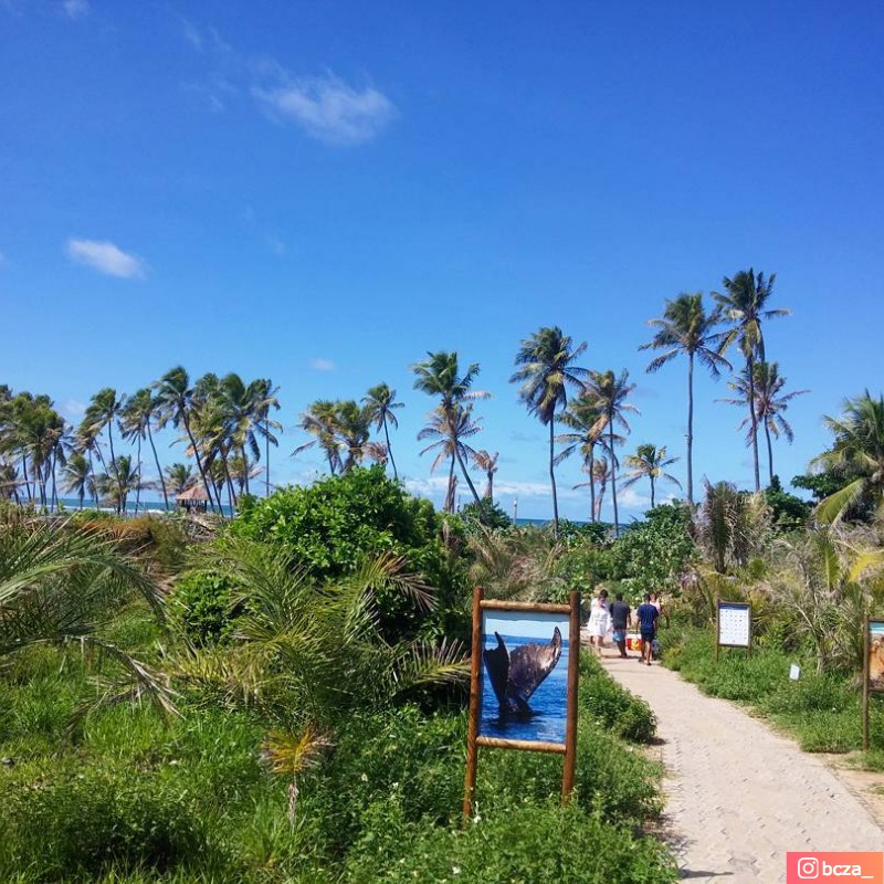  Praia do Forte / Oiapoque